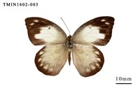 藏品(雲紋尖粉蝶)的圖片